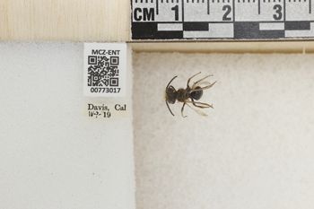 Media type: image;   Entomology 773017 Aspect: Labels